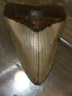 4.75 Megalodon Shark Tooth fossil