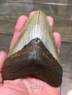 4.75 Megalodon Shark Tooth fossil