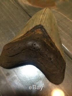 4.75 Megalodon Shark Tooth fossil