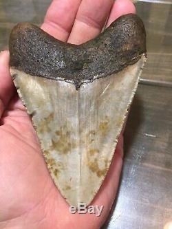 4.75 Megalodon Shark Tooth fossil