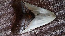 4.75 Megalodon Shark Tooth fossil