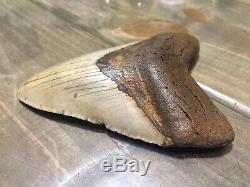 4.75 Megalodon Shark Tooth fossil