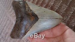 4.75 Megalodon Shark Tooth fossil