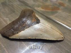 4.75 Megalodon Shark Tooth fossil