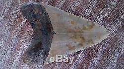 4.75 Megalodon Shark Tooth fossil