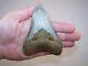 4.76 Megalodon Fossil Shark Tooth Teeth 6.7 Oz Free Stand! No Restoration