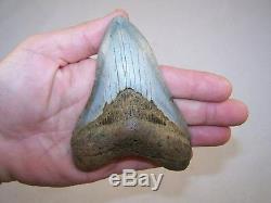 4.76 Megalodon Fossil Shark Tooth Teeth 6.7 oz Free Stand! NO RESTORATION