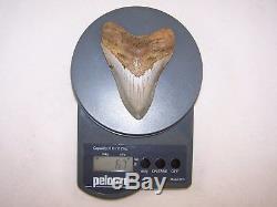 4.76 Megalodon Fossil Shark Tooth Teeth 6.7 oz Free Stand! NO RESTORATION