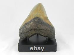 4 7/16 in Megalodon Shark Tooth Fossil Sharks Teeth w Free Stand