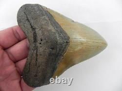 4 7/16 in Megalodon Shark Tooth Fossil Sharks Teeth w Free Stand