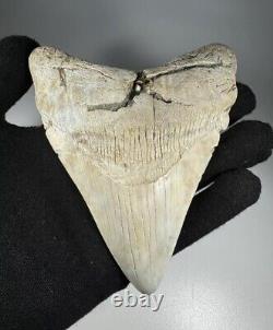 4.7 Inch White Megalodon Shark Tooth Fossil South Carolina Meg Tooth Colorful