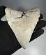 4.7 Inch White Megalodon Shark Tooth Fossil South Carolina Meg Tooth Colorful