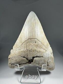4.7 Inch White Megalodon Shark Tooth Fossil South Carolina Meg Tooth Colorful