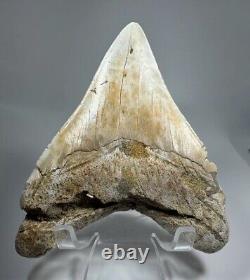 4.7 Inch White Megalodon Shark Tooth Fossil South Carolina Meg Tooth Colorful