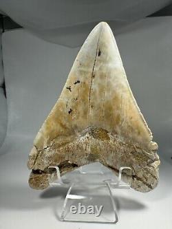 4.7 Inch White Megalodon Shark Tooth Fossil South Carolina Meg Tooth Colorful
