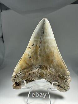 4.7 Inch White Megalodon Shark Tooth Fossil South Carolina Meg Tooth Colorful
