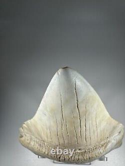 4.7 Inch White Megalodon Shark Tooth Fossil South Carolina Meg Tooth Colorful