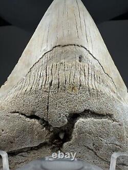 4.7 Inch White Megalodon Shark Tooth Fossil South Carolina Meg Tooth Colorful