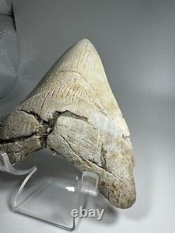 4.7 Inch White Megalodon Shark Tooth Fossil South Carolina Meg Tooth Colorful