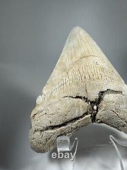 4.7 Inch White Megalodon Shark Tooth Fossil South Carolina Meg Tooth Colorful
