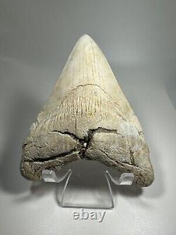 4.7 Inch White Megalodon Shark Tooth Fossil South Carolina Meg Tooth Colorful