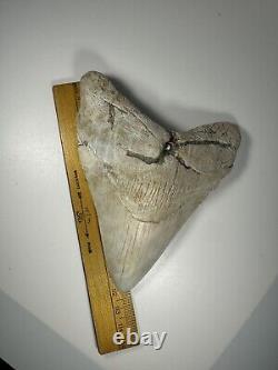 4.7 Inch White Megalodon Shark Tooth Fossil South Carolina Meg Tooth Colorful