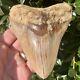 4.80 Indonesian Megalodon Shark Tooth All Natural Fossil Gorgeous Enamel