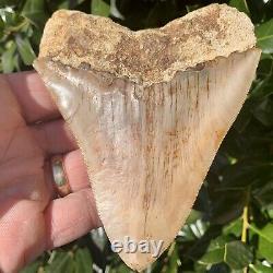 4.80 Indonesian Megalodon Shark Tooth All Natural Fossil Gorgeous Enamel