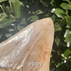 4.80 Indonesian Megalodon Shark Tooth All Natural Fossil Gorgeous Enamel