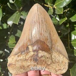 4.80 Indonesian Megalodon Shark Tooth All Natural Fossil Gorgeous Enamel