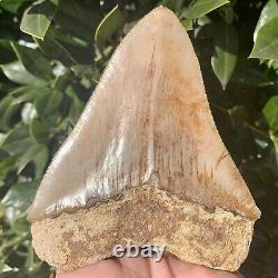 4.80 Indonesian Megalodon Shark Tooth All Natural Fossil Gorgeous Enamel