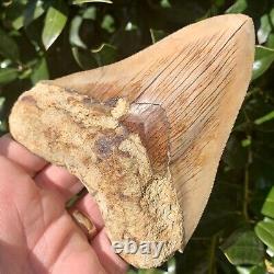 4.80 Indonesian Megalodon Shark Tooth All Natural Fossil Gorgeous Enamel