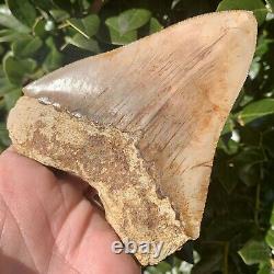 4.80 Indonesian Megalodon Shark Tooth All Natural Fossil Gorgeous Enamel