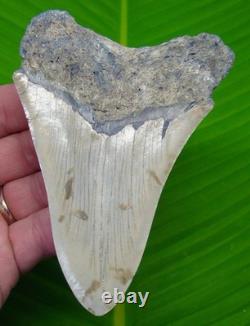 4.82 Megalodon Shark Tooth Real Fossil NO RESTORATIONS Sharks Teeth 4.82 Megalodon Shark Tooth Real Fossil NO RESTORATIONS Sharks Teeth
