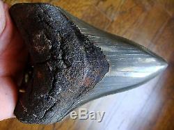 4.82 inch SMOKING DAGGER Georgia Megalodon shark tooth teeth jaw fossil HD25