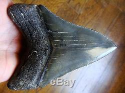 4.82 inch SMOKING DAGGER Georgia Megalodon shark tooth teeth jaw fossil HD25