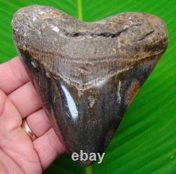 4.85 Megalodon Shark Tooth Real Fossil DEEP COLORS HEAVY 12 oz