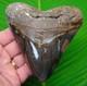 4.85 Megalodon Shark Tooth Real Fossil Deep Colors Heavy 12 Oz