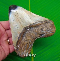 4.85 Megalodon Shark Tooth Real Fossil DEEP COLORS HEAVY 12 oz