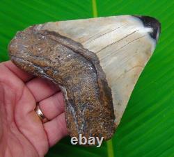 4.85 Megalodon Shark Tooth Real Fossil DEEP COLORS HEAVY 12 oz