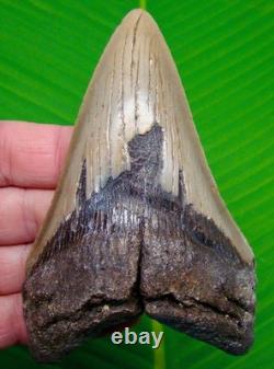 4.85 Megalodon Shark Tooth Real Fossil North Carolina, USA NO Restoration