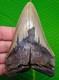 4.85 Megalodon Shark Tooth Real Fossil North Carolina, Usa No Restoration