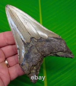 4.85 Megalodon Shark Tooth Real Fossil North Carolina, USA NO Restoration