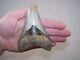 4.93 Inch Megalodon Fossil Shark Tooth Teeth 8.4 Oz Free Tooth Stand