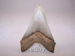 4.93 Inch Megalodon Fossil Shark Tooth Teeth 8.4 oz Free Tooth Stand