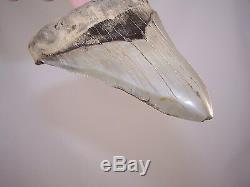 4.93 Inch Megalodon Fossil Shark Tooth Teeth 8.4 oz Free Tooth Stand