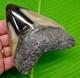 4.93 Megalodon Shark Tooth Real Fossil No Restorations Sharks Teeth