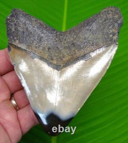 4.93 Megalodon Shark Tooth Real Fossil NO RESTORATIONS Sharks Teeth