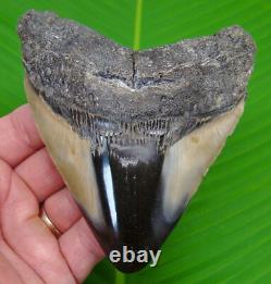 4.93 Megalodon Shark Tooth Real Fossil NO RESTORATIONS Sharks Teeth