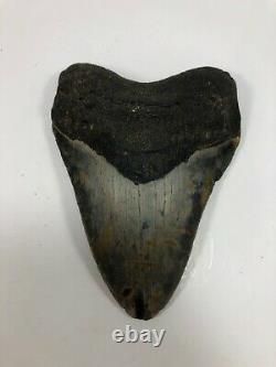 4.93 Rare MEGALODON Fossil Giant Shark Teeth All Natural Ocean Tooth BeachB198